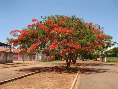 Bela Arvore  na rua