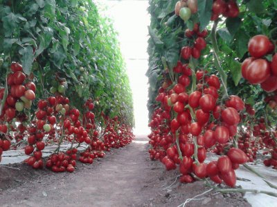 PlantaÃ§Ã£o de tomates