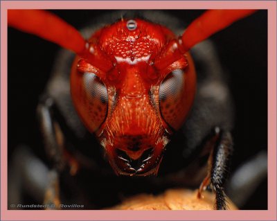 Red Head, avispa