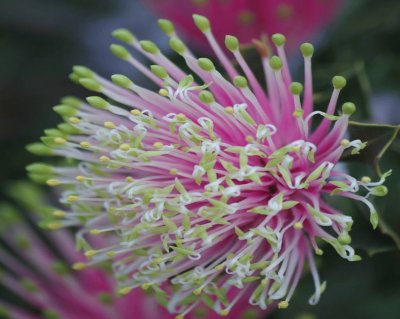 Banksia Cuneata - Australia