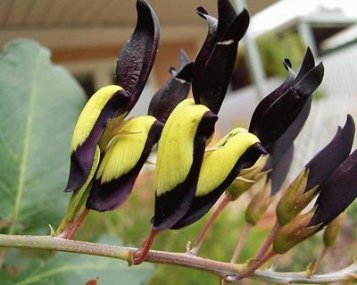 Kennedia Nigricans