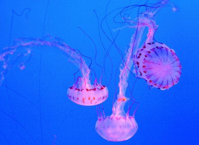 Jellyfish