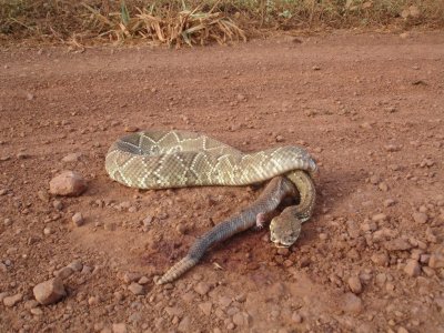 Cobra Cascavel