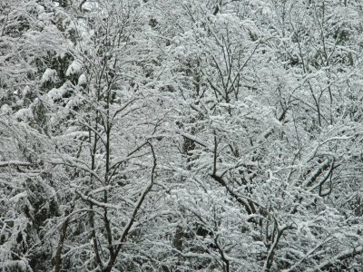 A combination  of frozen vegetation