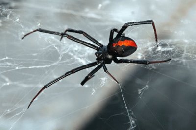 Aranha Viuva Negra