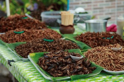 Comida do Futuro :Insetos e Larvas