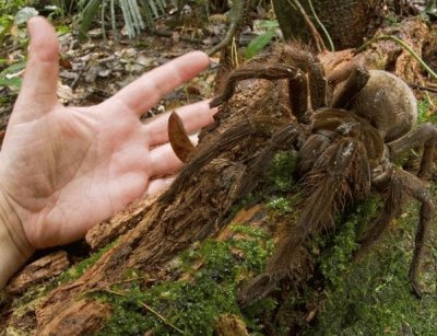 Aranha Gigante