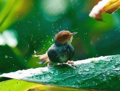 POLLUELO BAÃ‘ÃNDOSE