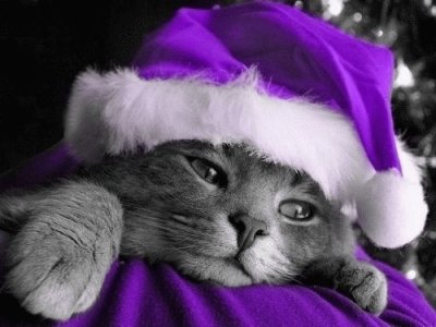 Purple Santa Kitty