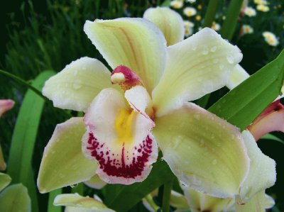 Orquidea