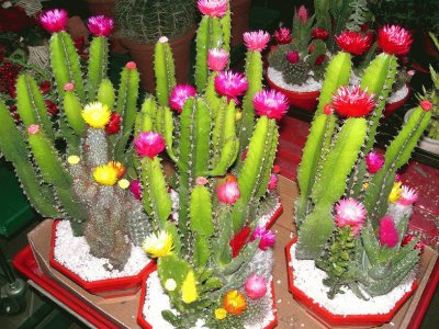 Cactos Floridos