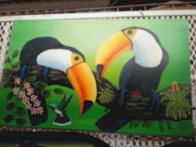 guacamayas