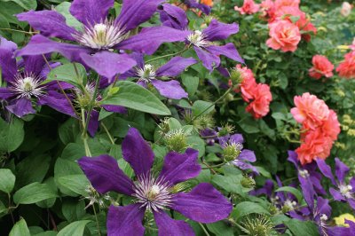 Purple Clematis and Coral Roses