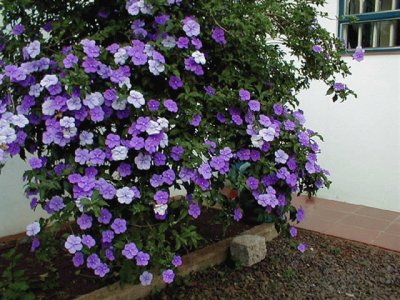 ManacÃ¡ da Serra no Jardim