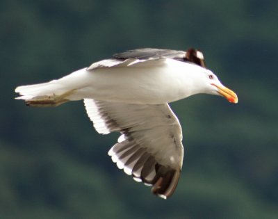 gaviota