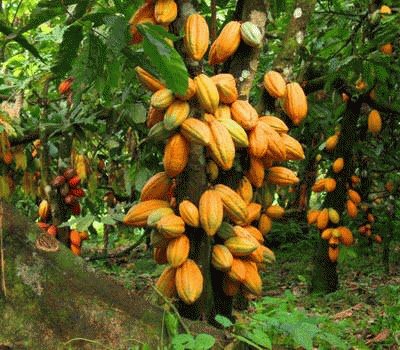 Cacau - Bahia - Brasil