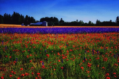 Flowery Farm Field-Portland