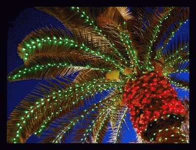 Christmas Palm Tree