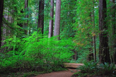 Jedediah Smith Redwoods State Park