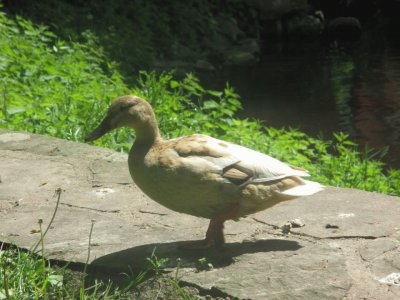 ente