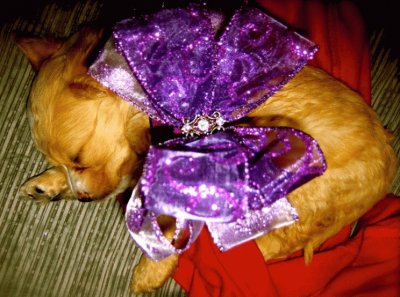 Christmas Puppy with Big Purple Bow