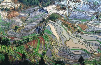 TerraÃ§os de arroz em Yunnan, China