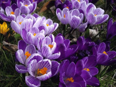 Crocus