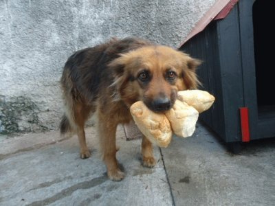 cÃ£ozinho guloso