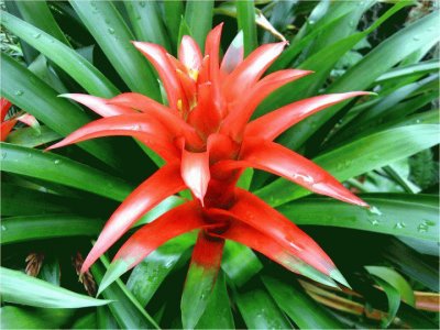 BROMELIA