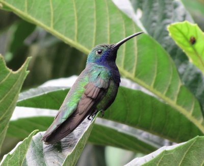 beija-flor