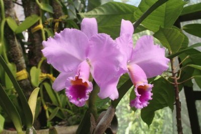 ORQUÃDEA EN VALLARTA