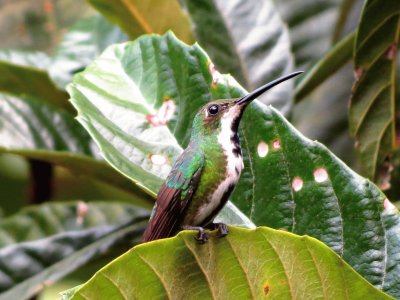 beija-flor