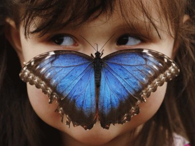 MORPHO AZUL