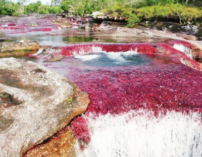 CaÃ±o Cristales. Colombia