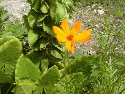 Dominican Flower