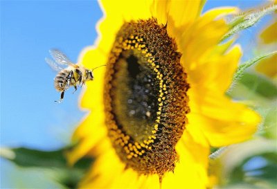 GIRASOL Y ABEJORRO EN PARIS