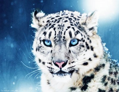 Leopardo