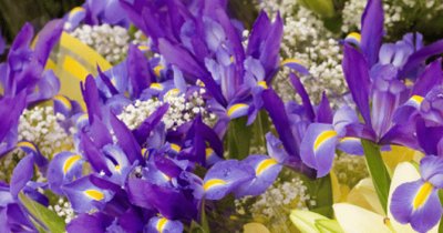 Beautiful Iris Field