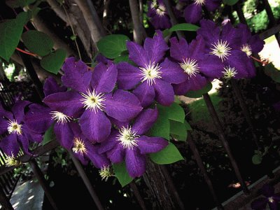 Purple Clematis on Fence