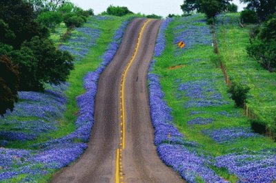 Bluebonnets on Sides of Country Road