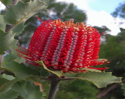 Banksia Coccinea - Australia