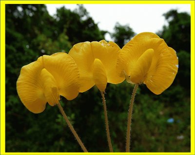 Arachis Repens