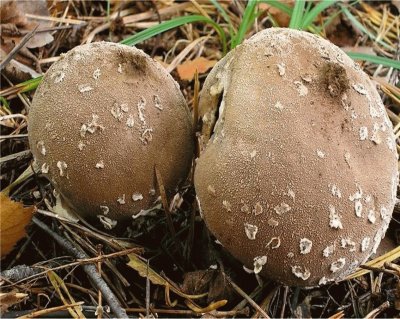 Lycoperdon Mammiforme