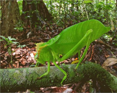 Saltamontes de cresta verde - Surinam