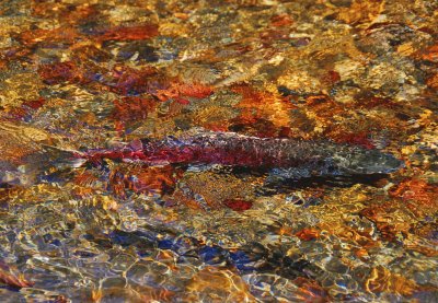 Spawning Salmon