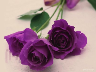 Romantic Purple Roses