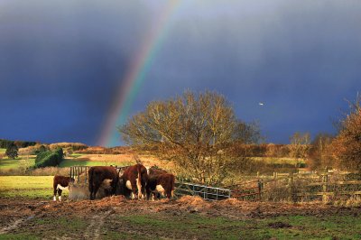 Rainbow cows