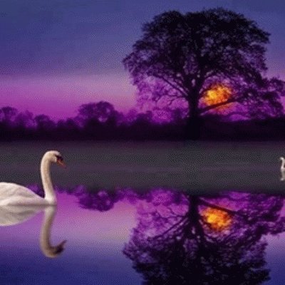 Swan in Reflecting Pond