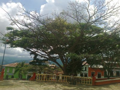 arbol