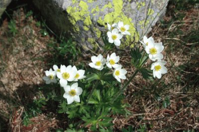 Anemonas